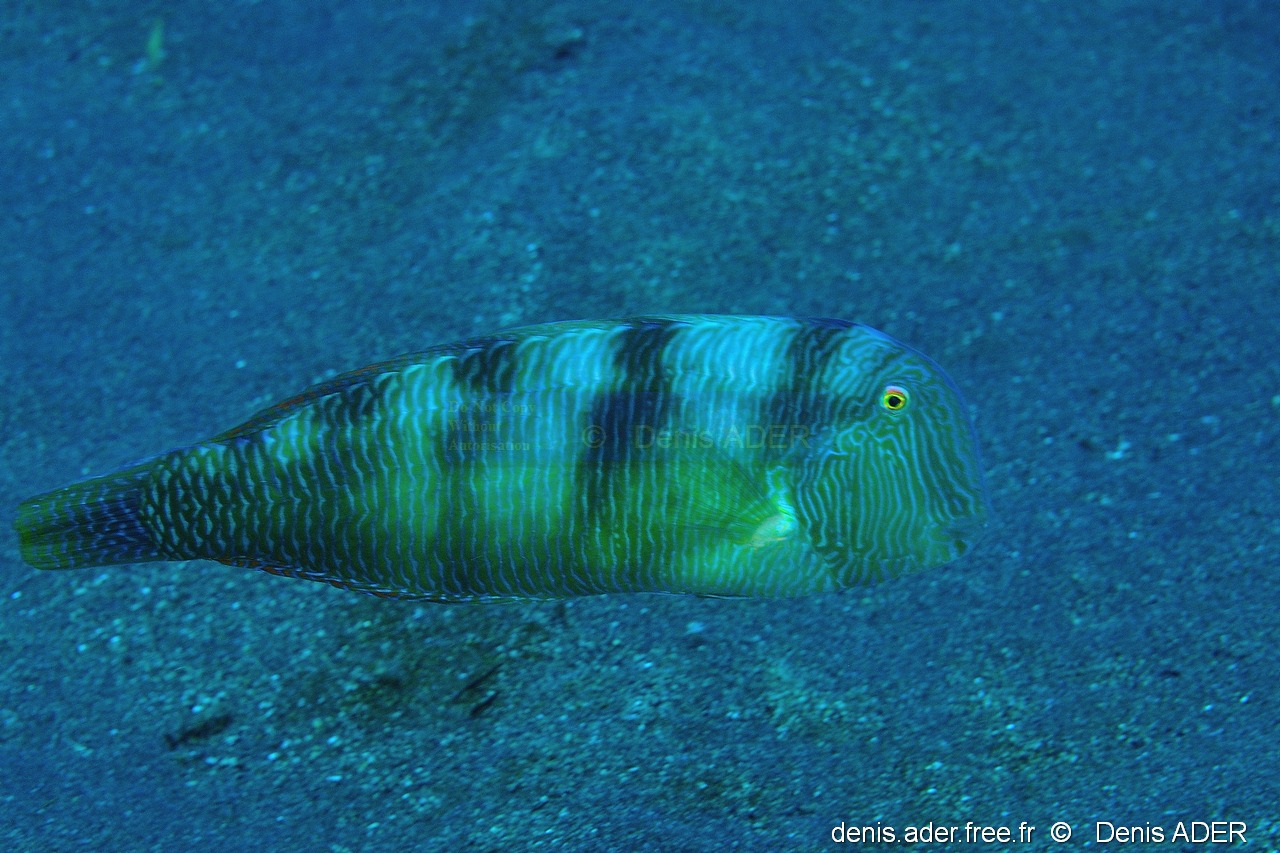 Xyrichtthys novacula Rason-Acores Sao Miguel Tufo-6m-20170827-Denis-ADER-DSC_0639_tn.jpg